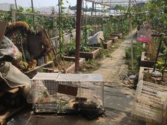 -马陆小张葡萄园农家乐