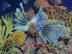 -上海海洋水族馆