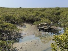 -北海金海湾红树林生态旅游区
