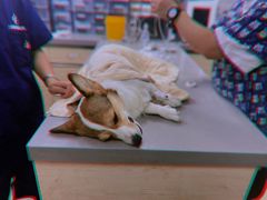 -爱侣宠医·鹦鹉专科·小型哺乳类·异宠专科(灵石路店)