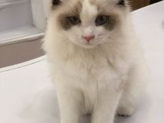 -COLOR PETS 撸猫馆·购猫·猫咖(长风大悦城店)