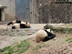 -都江堰中华大熊猫苑