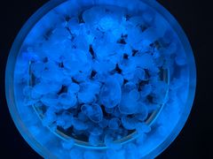 -鹿儿岛水族馆