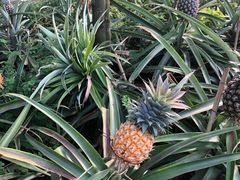 -南通洲际绿博园