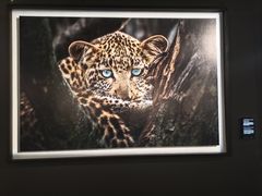 -罗红摄影艺术馆