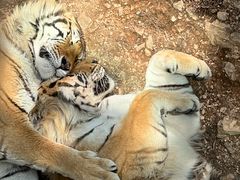 -大连森林动物园