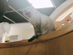 -猫和宫(六道口店)