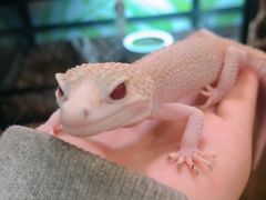 -藦茜花园宠物主题亲子互动体验馆(国顺东路店)