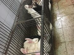 -温江公平红烧兔(总店)