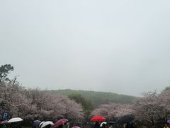 -武汉大学-樱园