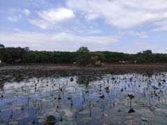 -大湾区中央湿地公园