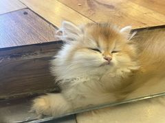-袖虎·猫馆(体育西路店)