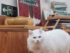 -有猫主题·治愈系猫咖(曾厝垵店)