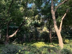 -上海滨江森林公园