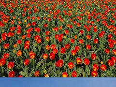 -荷兰花海