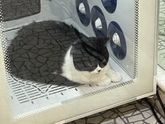 -momokira米努特·德文卷毛猫·棉花面纱犬