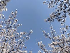 -高东镇樱花园