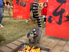 -灵玲国际马戏城
