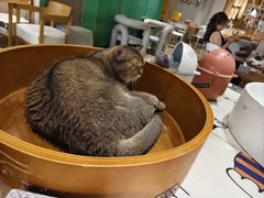 -藏猫猫咖啡主题馆(中央大道店)