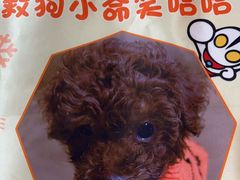 -芭比堂动物医院·24小时·眼科中心(深圳中心)