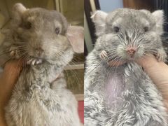 -瑞派·关忠动物医院·异宠专科·犬猫肿瘤·皮肤专科(望京店)