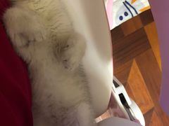 -猫大福·Fortune Cat猫舍(百子湾店)