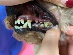 -宠福鑫康馨动物医院·骨科·眼科