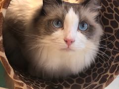 -飞行喵MR PILOT|猫舍·猫咖(静安大融城店)