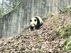-中国大熊猫保护研究中心雅安碧峰峡基地