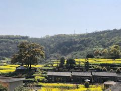 -桑洲油菜花景区