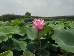 -荷塘月色湿地公园·向阳花洲