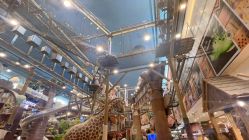 -卡通尼·Safari非洲探索乐园·生日会(金桥国际商业广场店)