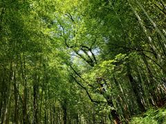 -杭州半山国家森林公园