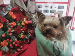 -星杰国际设计 别墅大宅装修(虹桥分公司)