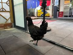 -小小饭店·休闲农庄·安吉松树林里的农家菜