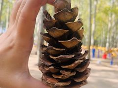 -森林公园(尖草坪区)