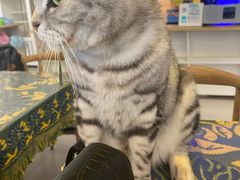 -平行世界·猫咖(首经贸店)