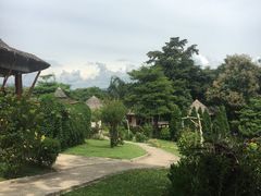 -大树秋千