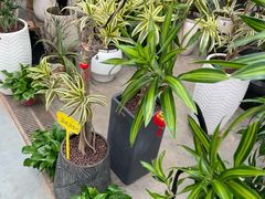-中环花鸟鱼虫市场