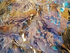 -山海•蒸汽活海鲜自助(皇庭广场店)