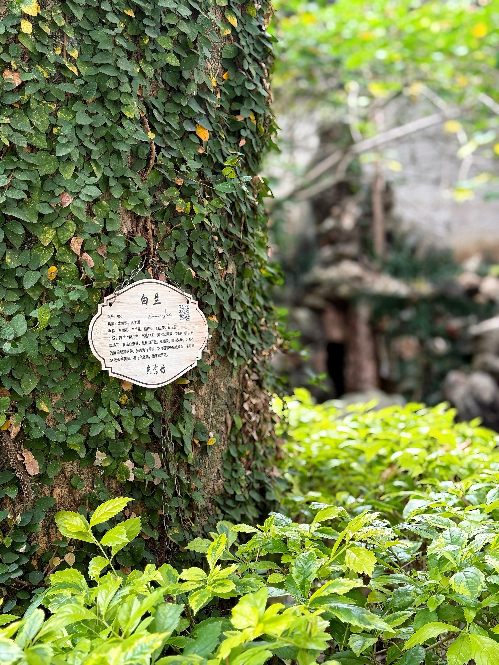 朱紫坊内的中式园林