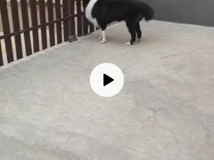 -宠物之家Pets Home 宠物寄养酒店