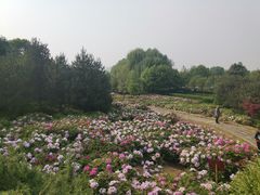 -洛阳市隋唐城遗址植物园