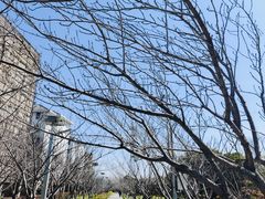 -高东镇樱花园