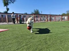 -宠物寄养训练学校