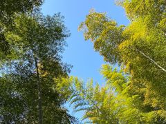 -上海佘山国家森林公园天马山园