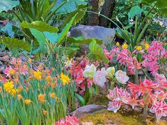 -深圳仙湖植物园-停车场