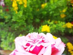 -双季花艺园艺市场(浦东店)