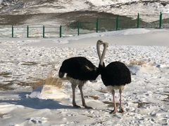 -新疆天山野生动物园