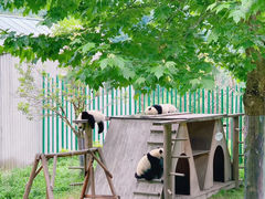 -卧龙中华大熊猫苑神树坪基地